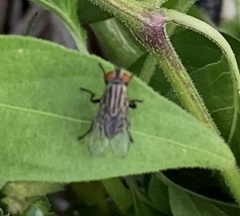 Calyptratae