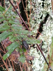 Leptoglossus gonagra