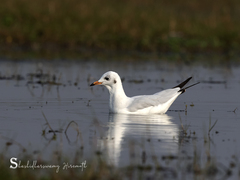 Chroicocephalus brunnicephalus