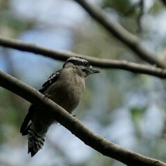 Dryobates pubescens pubescens