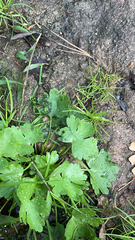 Ranunculus sceleratus