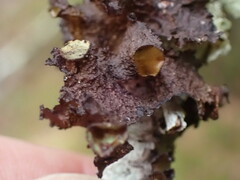 Tuckermanopsis orbata