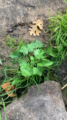 Ranunculus sceleratus