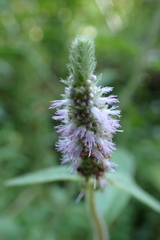 Pogostemon auricularius