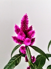 Celosia