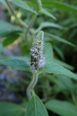 Pogostemon auricularius