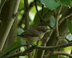 Setophaga palmarum palmarum