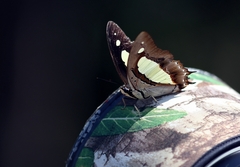 Polyura athamas