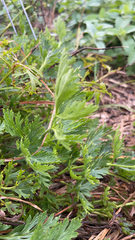 Petroselinum crispum