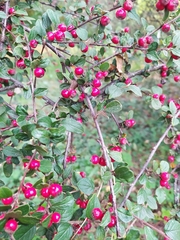 Cotoneaster dielsianus