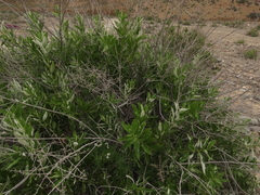 Spinoliva ilicifolia
