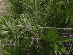 Spinoliva ilicifolia