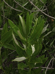 Spinoliva ilicifolia
