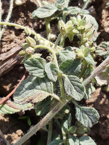 Image of Heliotropium supinum by (c) Mehdi Chetibi, some rights reserved (CC BY)