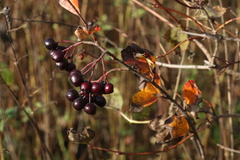 Aronia mitschurinii