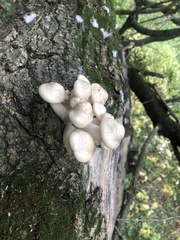 Hypsizygus