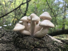 Hypsizygus