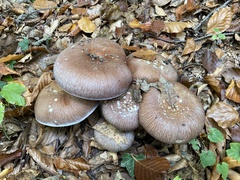 Cortinarius praestans