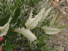 Spinoliva ilicifolia