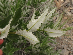 Spinoliva ilicifolia