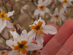 Leucocoryne coronata