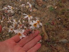 Leucocoryne coronata