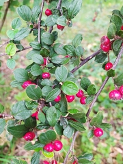 Cotoneaster dielsianus