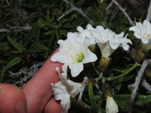 Cordia decandra (Cordia decandra)
