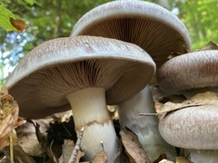 Cortinarius praestans