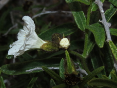 Cordia decandra