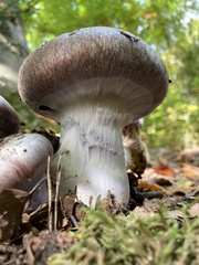 Cortinarius praestans
