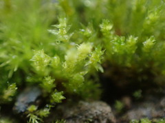 Bryum barnesii