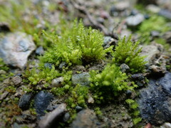Bryum barnesii