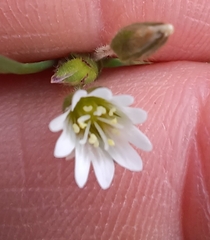 Cerastium fontanum