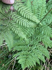 Dryopteris