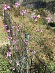 Antirrhinum tortuosum