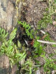 Brachyponera chinensis