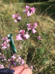Antirrhinum tortuosum