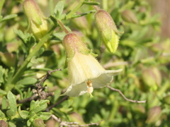 Lycium bridgesii