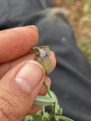 Hebecarpa barbeyana