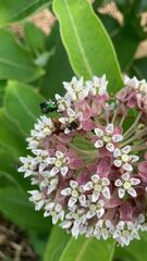 Trichiotinus lunulatus