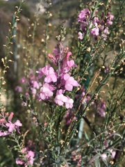 Antirrhinum tortuosum