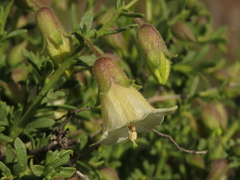 Lycium bridgesii