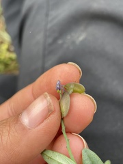 Hebecarpa barbeyana