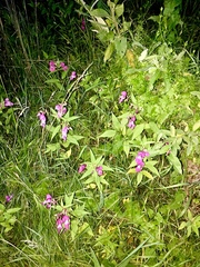 Impatiens glandulifera