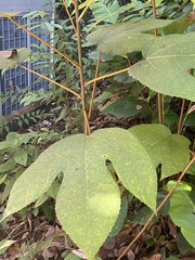 Ficus grossularioides