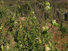Lycium bridgesii