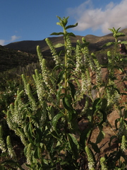 Aloysia salviifolia