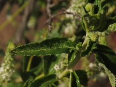 Aloysia salviifolia