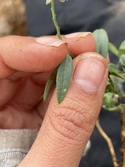 Hebecarpa barbeyana